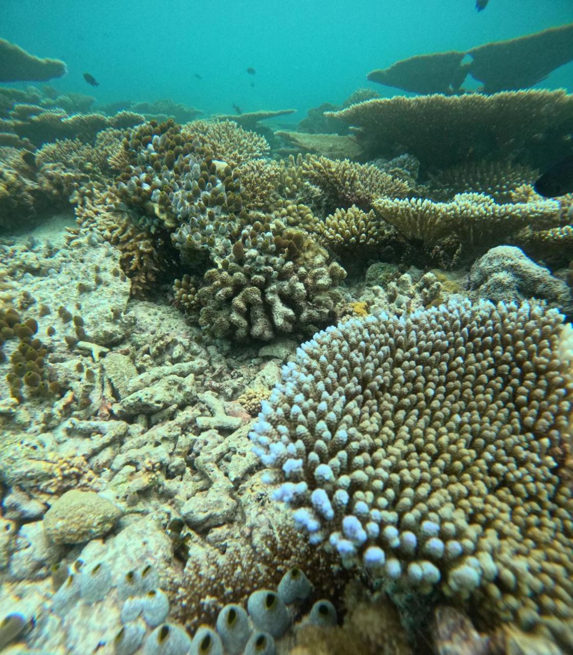 Nirili Villa Dhiffushi Exteriör bild