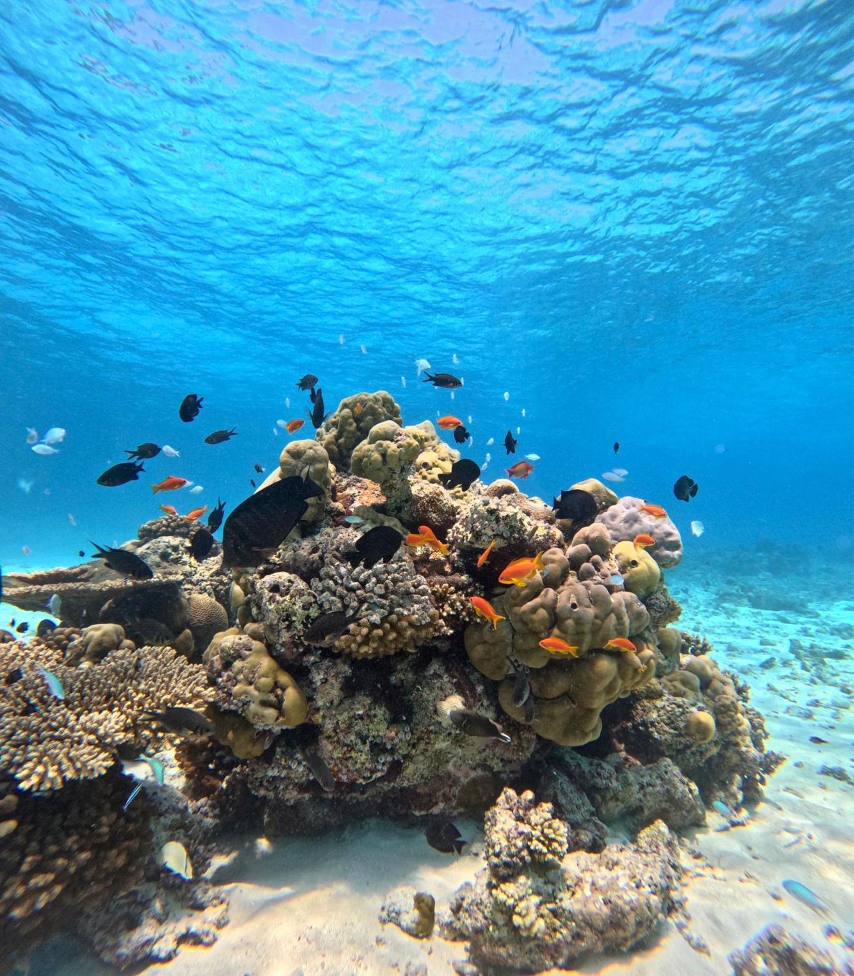 Nirili Villa Dhiffushi Exteriör bild