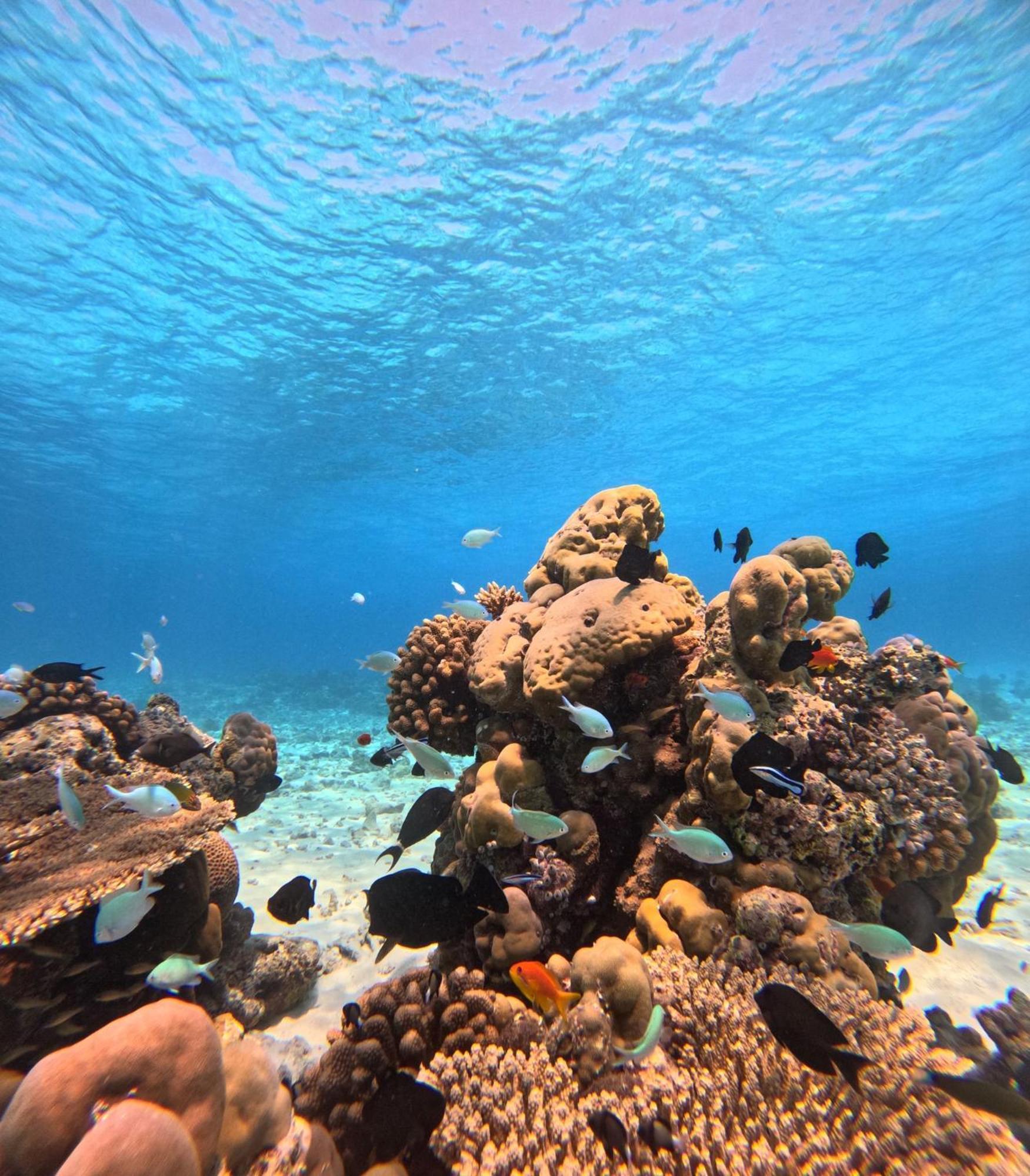 Nirili Villa Dhiffushi Exteriör bild